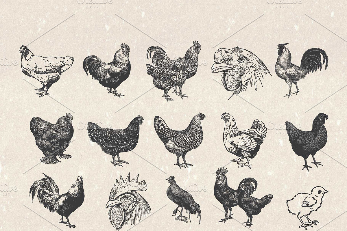 Vintage Chicken Illustrations Vector, an Animal Illustration by Seaquint (Photo 2 of 3)