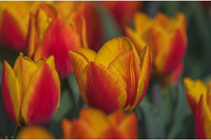 Bicolored red and yellow tulips in
