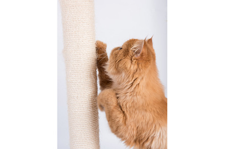 Cat sharpens its claws on the, an Animal Photo by COLORFUL