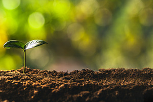 Trees growing on the ground and natural green background.