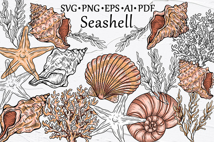 Seashell Vector Hand-drawn Clipart