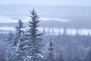 Peaceful Blue Winter Forest