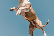 116 Flying animals, an Animal Photo by Handmadefont (Thumbnail 36 of 119)