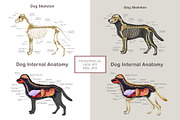 Animal Anatomy Study Pack, an Education Illustration by AnitaPol (Thumbnail 13 of 20)