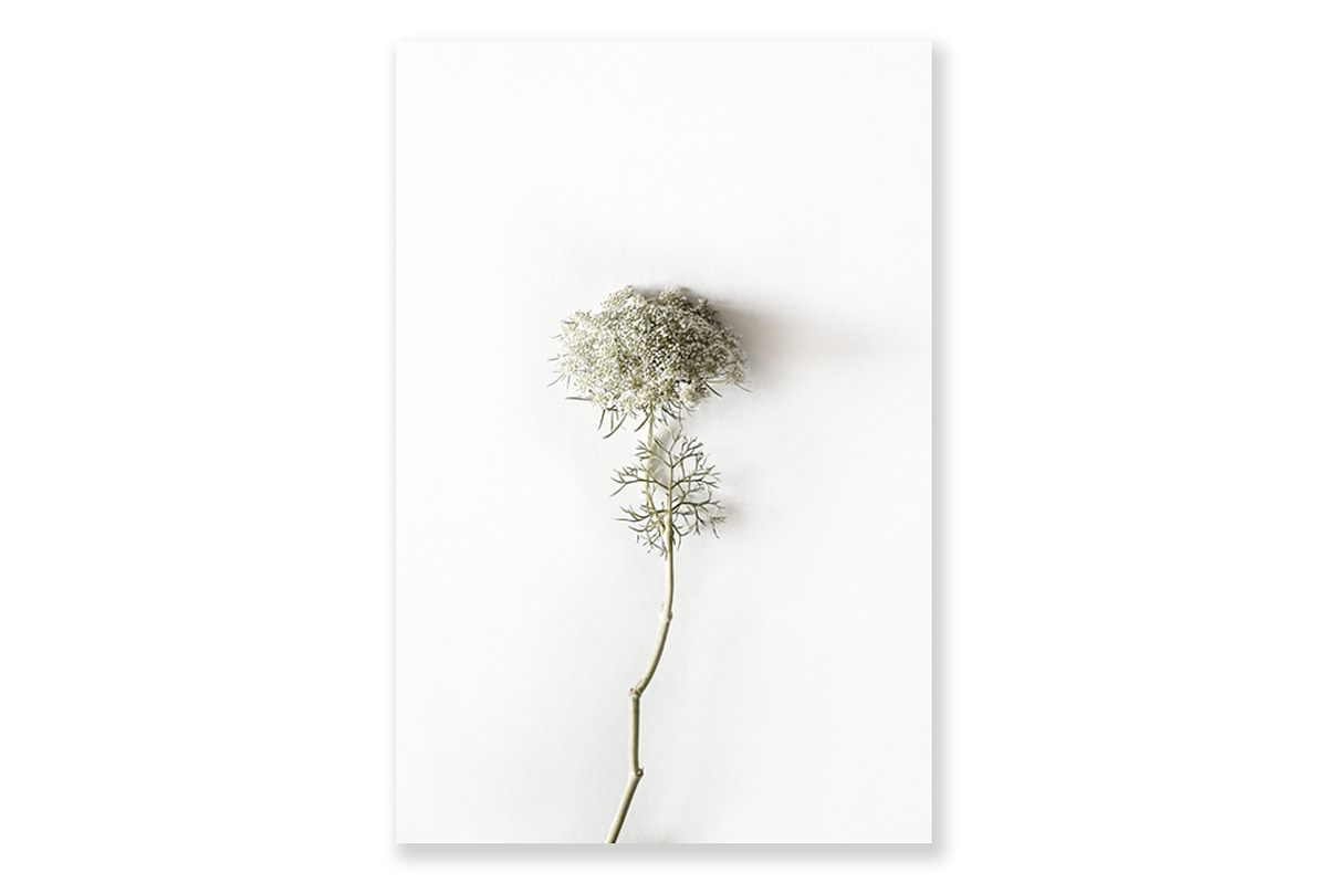 Floral Photography Bundle, a Nature Photo by Creative Moxie Studio (Photo 7 of 7)