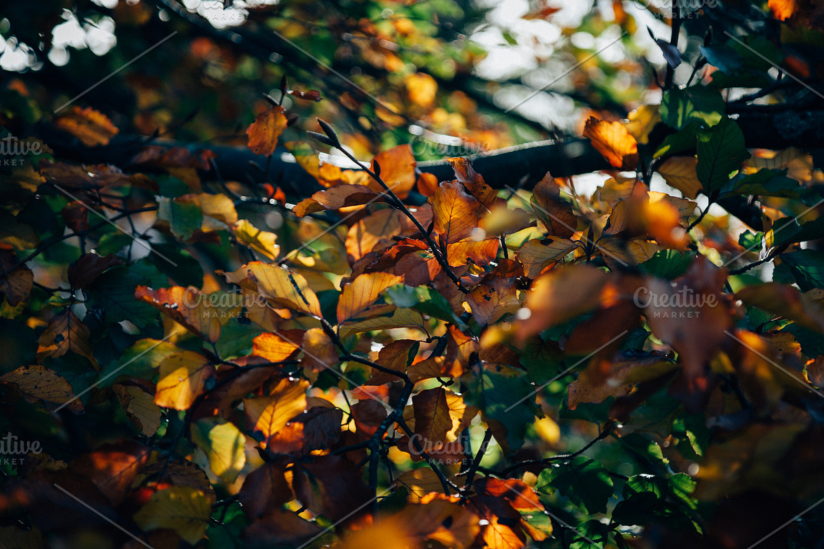 100+ New Hi-Res Autumn Photos, a Background Photo by moonloop (Photo 11 of 13)