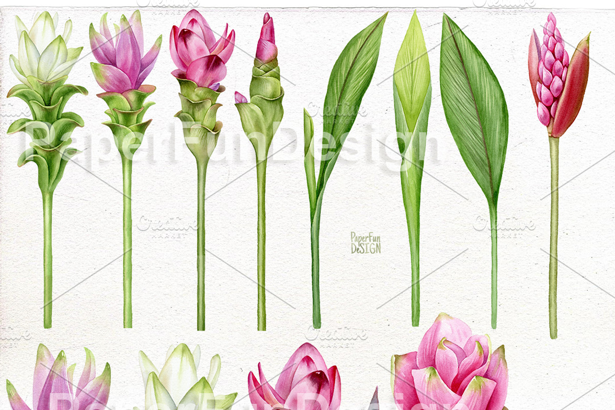 Curcuma flowers. Watercolor clipart, an Illustration by Mary (Photo 2 of 3)