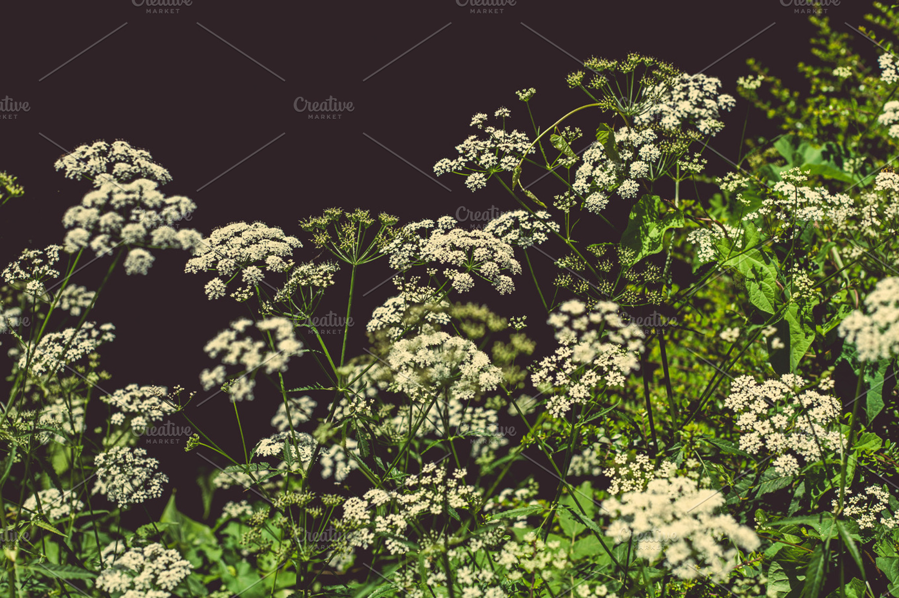 Iseeyouphoto Cowparsley Containing Anthriscus Sylvestris Cow Parsley And