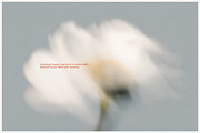 FLORET Blur Flower Backgrounds, a Background Graphic by Aesthetic Eye (Thumbnail 6 of 19)