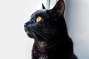 Black cat profile view close up, an Animal Photo by MusiqueDesigns (Thumbnail 1 of 2)