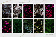 Dark bloom. Floral Backgrounds, a Background Graphic by PaperJamLab (Thumbnail 9 of 14)
