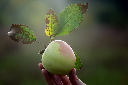 Adam's apple in a woman's hand, a Food & Drink Photo by Schreibikus