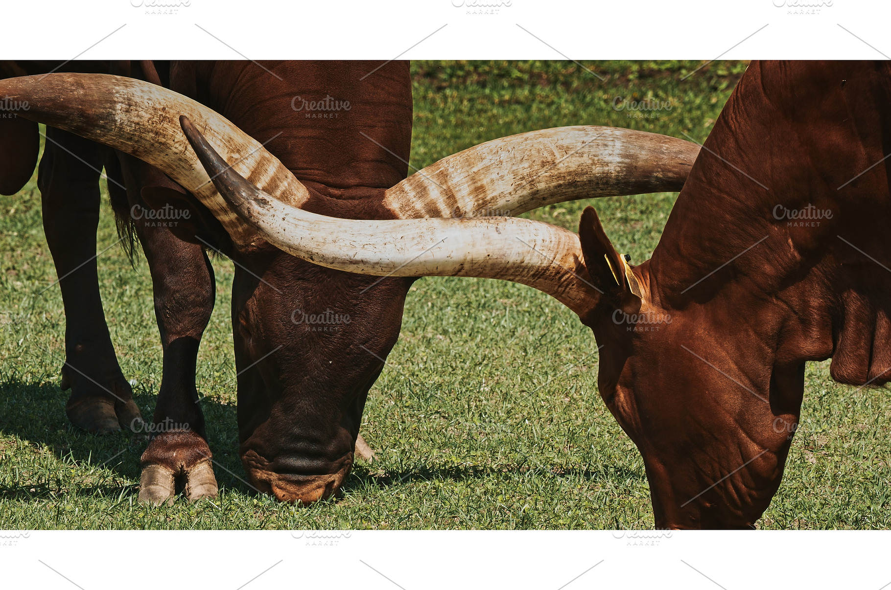 Two Grazing Cows with Impressive, an Animal Photo by Our Amazing World