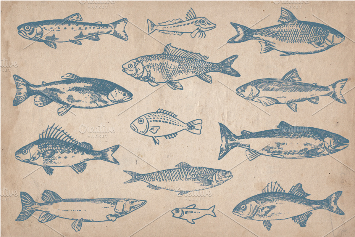 58 Vintage Hand Drawn Fish, a Food Illustration by Mr Vintage (Photo 3 of 5)