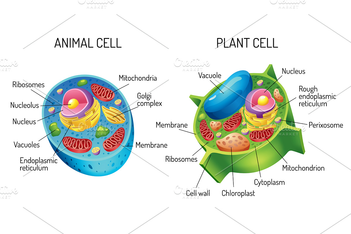 A detailed comparison of, an Illustration by Things for designers