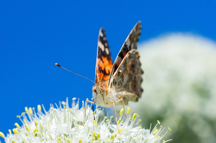 Butterfly on blossom flower in green, an Animal Photo by AlexBush