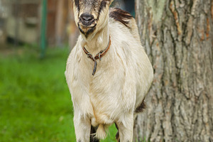 small goat in a field of wheat.., an Animal Photo by AlexBush