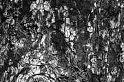 A close-up image of a texture tree, a Background Photo by Schreibikus (Thumbnail 4 of 10)