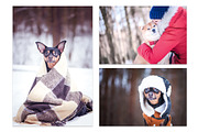 Winter Dog, Christmas Mood, an Animal Photo by WildStrawberry Magic (Thumbnail 3 of 11)