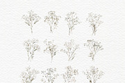 Gypsophila clipart, Baby Breath PNG, a Decorative Illustration by Invite to Clipart (Thumbnail 2 of 7)