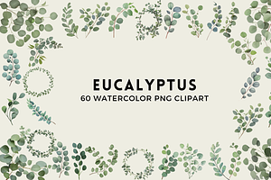 60 Watercolor Eucalyptus PNG Clipart