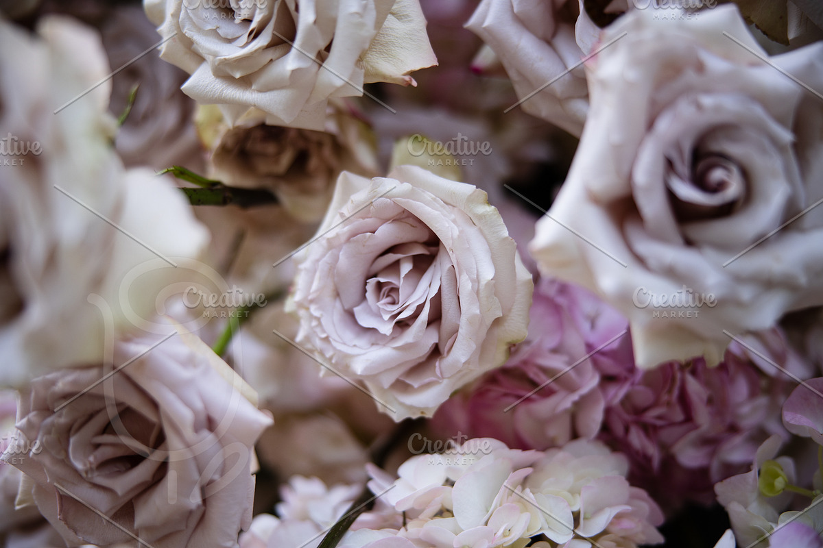 A Garden of Roses | Wedding, Events, a Nature Photo by Farewell (Photo 35 of 41)