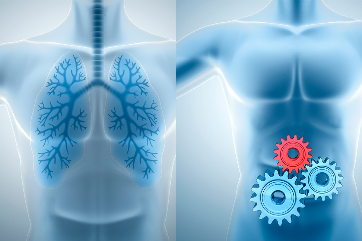 Human Lungs and Digestive System preview 2