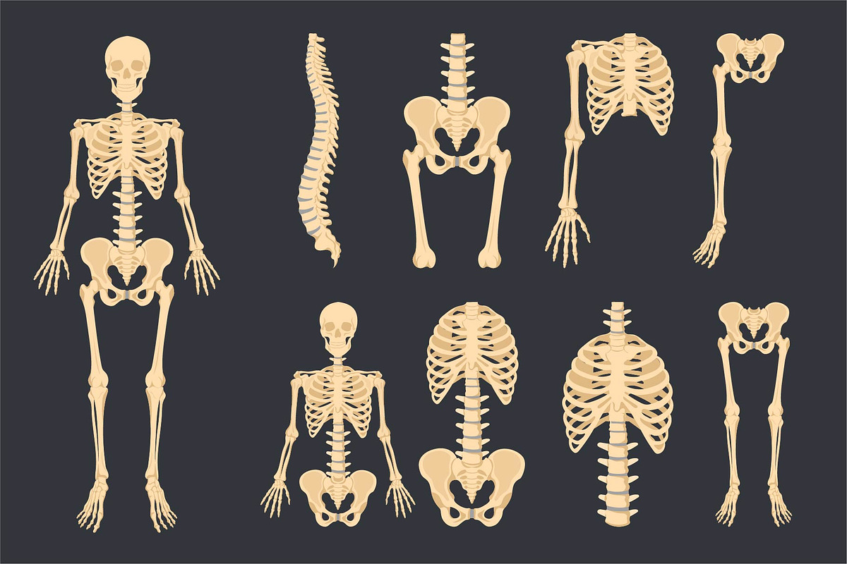 Human Skeleton Anatomy Bundle, an Education Illustration by Artnivora.Std (Photo 2 of 3)