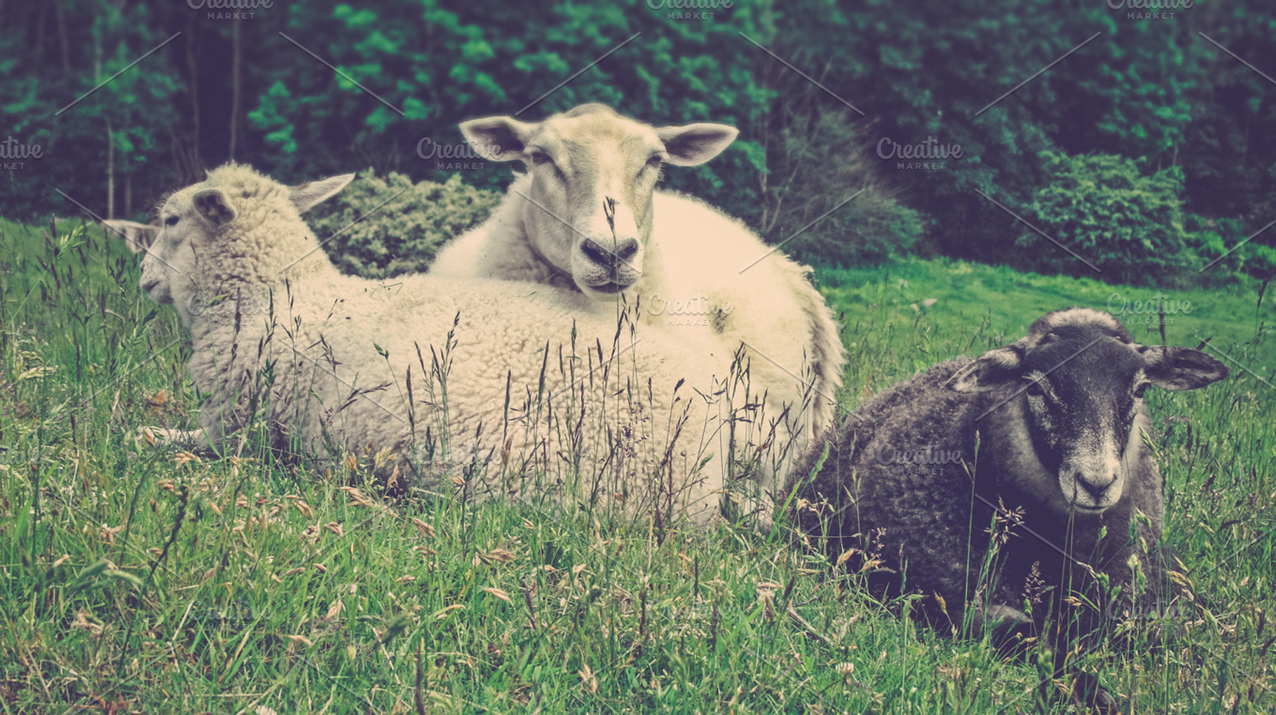 Three little sheeps