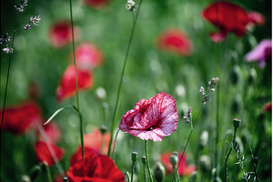 Red spring poppy, a Nature Photo by Nature and travel