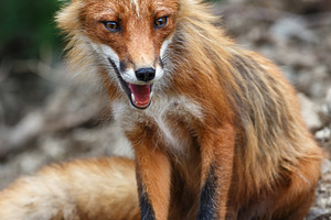 Beautiful wild red fox, a Nature Photo by Alexander-Piragis