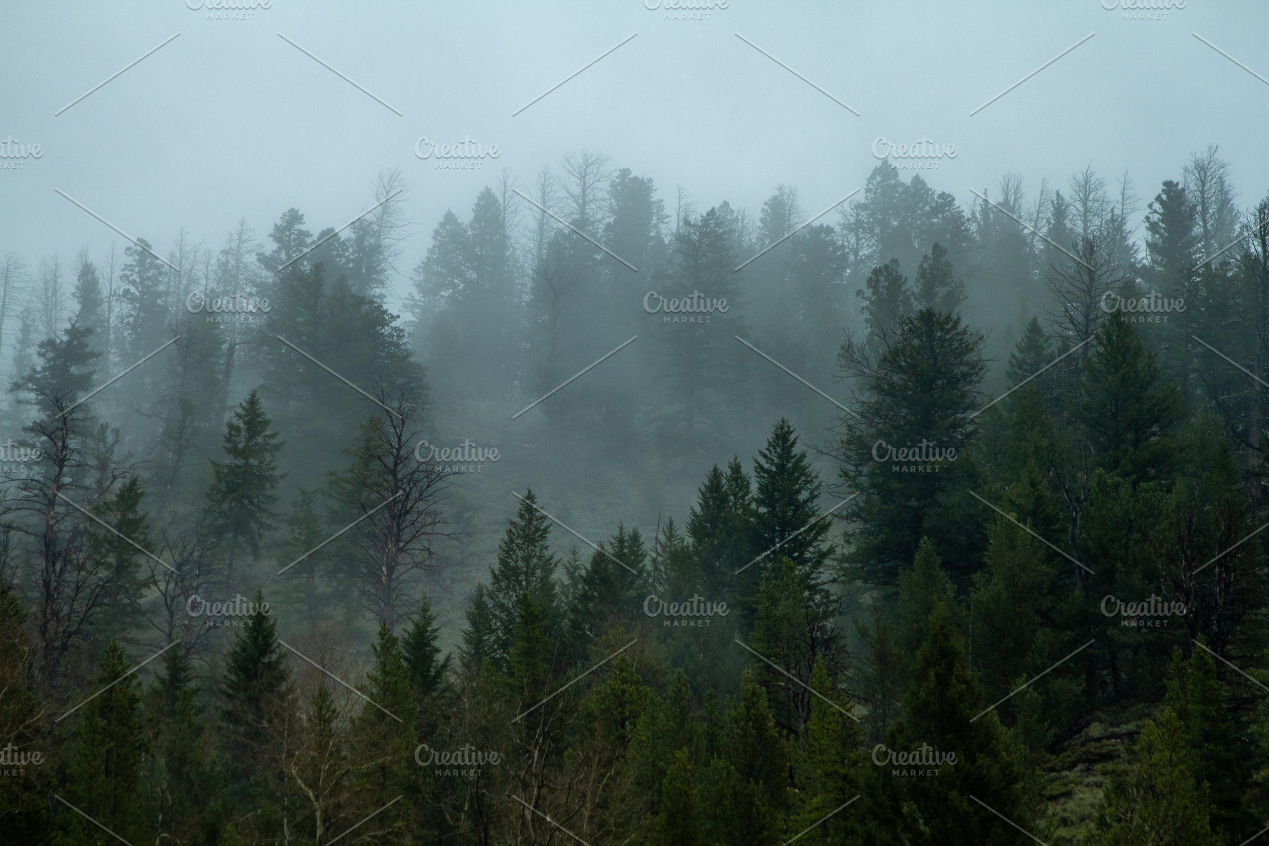 Foggy Trees, a Nature Photo by Jest Kept Secret