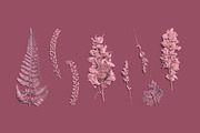Rose Quartz Pressed Botanical PNG, an Object Graphic by Custom Scene (Thumbnail 1 of 8)