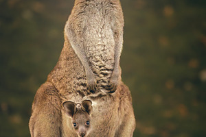 Eastern Grey Kangaroo with Joey, an Animal Photo by Rob D Animal Photography