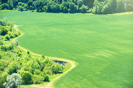 Green field of wheat featuring green, field, and landscape, a Nature Photo by Vapi