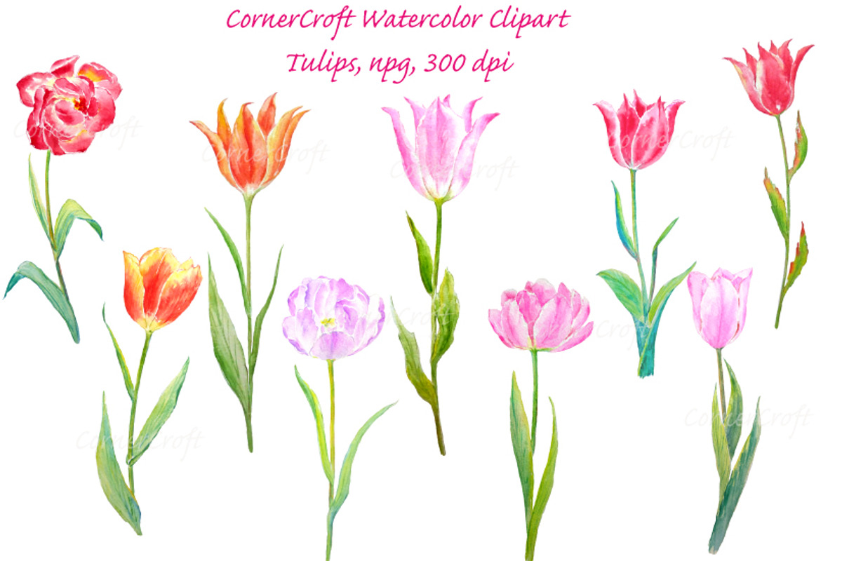 Watercolour Tulip Spring Flowers