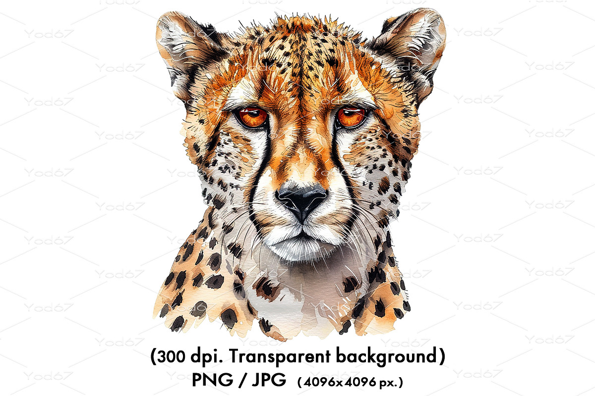 Watercolor of a cheetah head., an Animal Illustration by yod67 (Photo 1 of 4)
