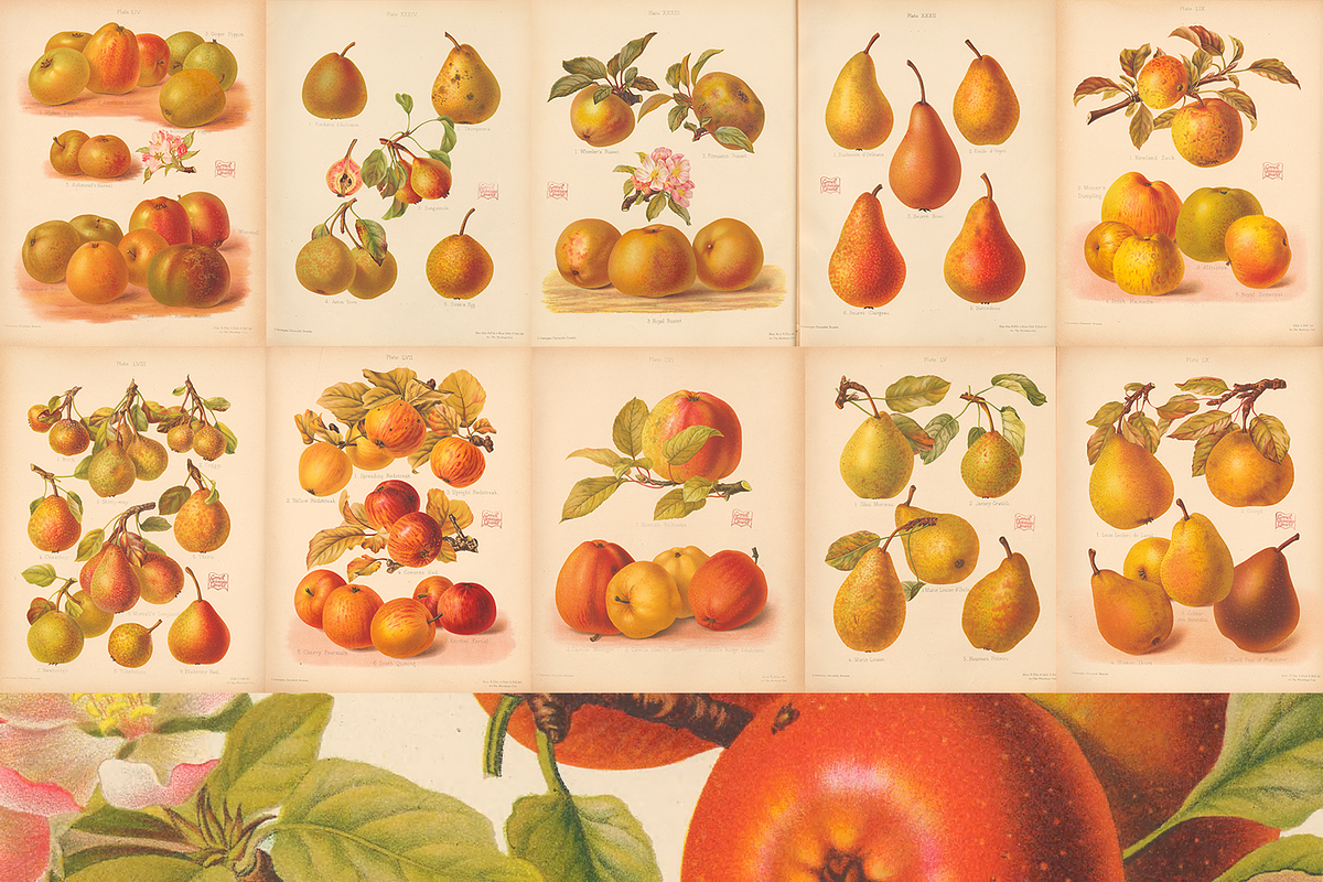 Rare! The Herefordshire Pomona, a Food Illustration by Digital Museum (Photo 9 of 10)