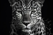 230+ Black & white animals Bundle, an Animal Photo by Virgo Studio (Thumbnail 5 of 6)