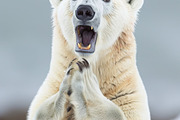 236 surprised animals, an Animal Photo by Handmadefont (Thumbnail 133 of 241)