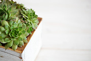 Succulent Planter Stock Photos, an Abstract Photo by Greenleaf Images (Thumbnail 3 of 6)