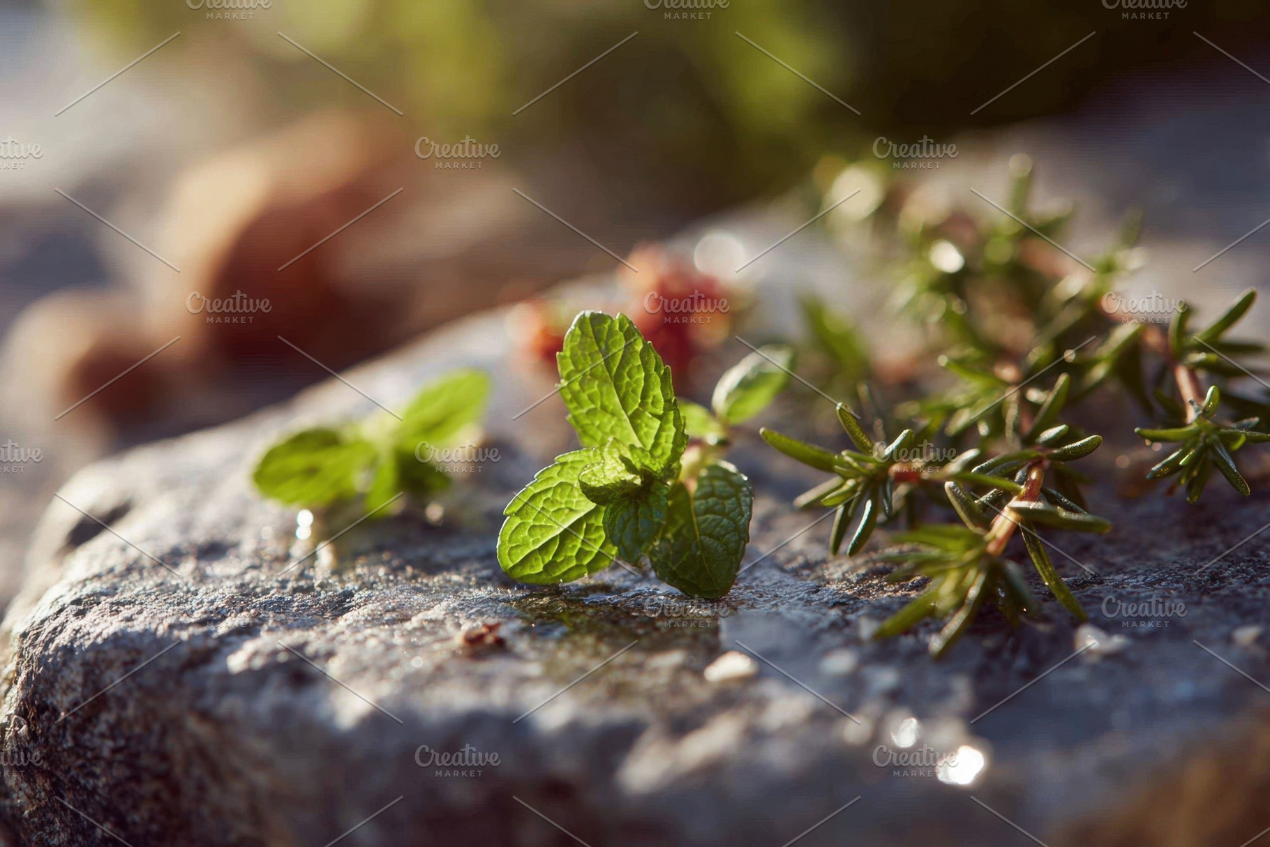 Fresh mint and thyme on stone surface, a Nature Photo by AlyaAnd