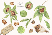 Watercolor Chestnut Set, a Food Illustration by MayaNavits (Thumbnail 2 of 7)
