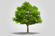 CUT OUT ENGLISH OAK TREE, a Mask Mockup by 3DSTORE (Thumbnail 2 of 4)