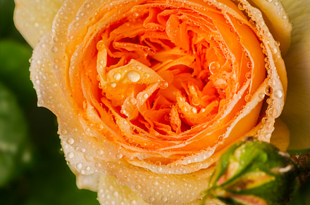 Beautiful orange rose at Tamborine, a Nature Photo by Rob D