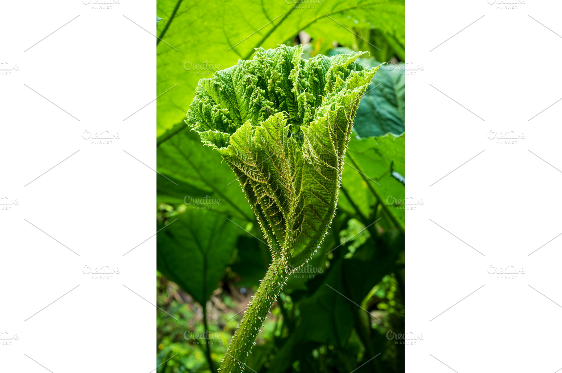 A close-up view of a Gunnera plant's, a Nature Photo by Backyard Stock