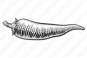 Pepper Vegetable Vintage Woodcut, a Food Illustration by Christos Georghiou