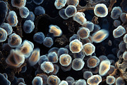 52 Fictional Microscopic Organisms, an Abstract Photo by h.utomo (Thumbnail 39 of 52)