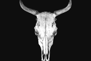 White cow skull isolated on black ba