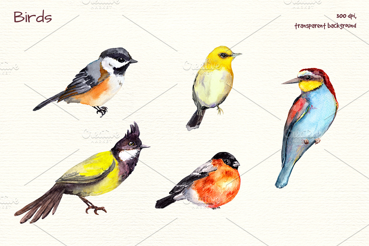 Birds watercolor clipart, an Illustration by Where summer is (Photo 4 of 4)